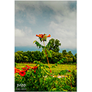 Papp Imre fot�k