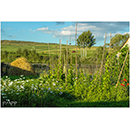 Papp Imre fot�k