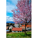 Papp Imre fot�k