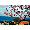 Papp Imre fot�k