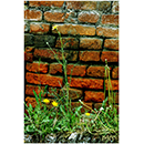 Papp Imre fot�k